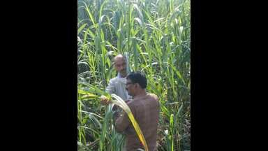 बिजनौर में गन्ने की फसल पर रेड रॉट बीमारी और मिट्टी की सेहत को लेकर कृषि वैज्ञानिक ने किया दौरा