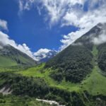 भारतीय हिमालयी क्षेत्र में पारंपरिक पौधों की 5,404 उपयोगी प्रजातियों की पहचान, अध्ययन में हुआ खुलासा