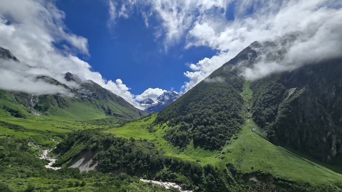 भारतीय हिमालयी क्षेत्र में पारंपरिक पौधों की 5,404 उपयोगी प्रजातियों की पहचान, अध्ययन में हुआ खुलासा