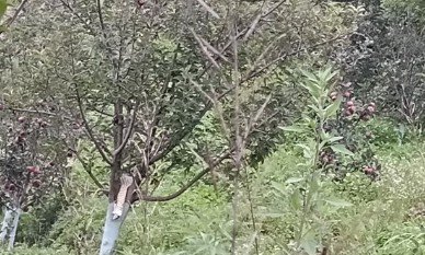 मोरी में सेब बागवान परेशान, उद्यान केंद्रों पर कॉपर दवा न मिलने से बाजार से खरीदनी पड़ रही महंगी दवा
