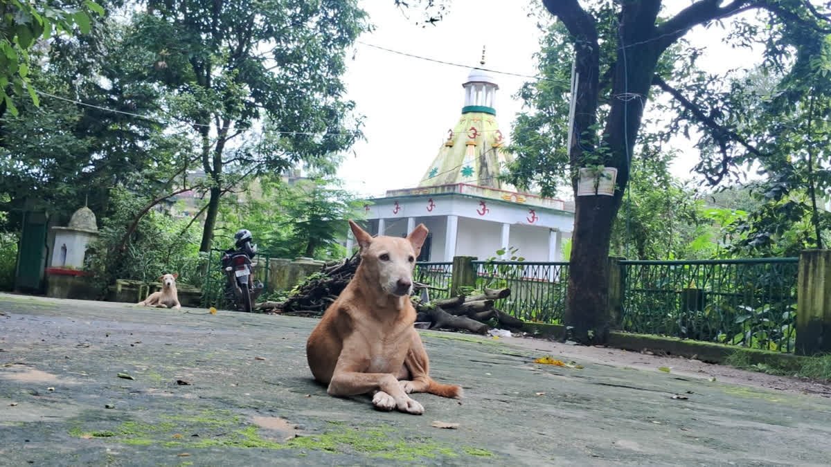 वैज्ञानिक अध्ययन का दावा: इंसान की तरह शब्दों को समझ सकते हैं कुत्ते