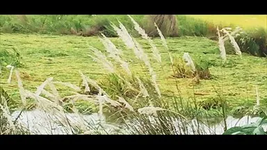 गोपालगंज में चक्रवाती तूफान का असर, बारिश और तेज हवा से फसलें बर्बाद