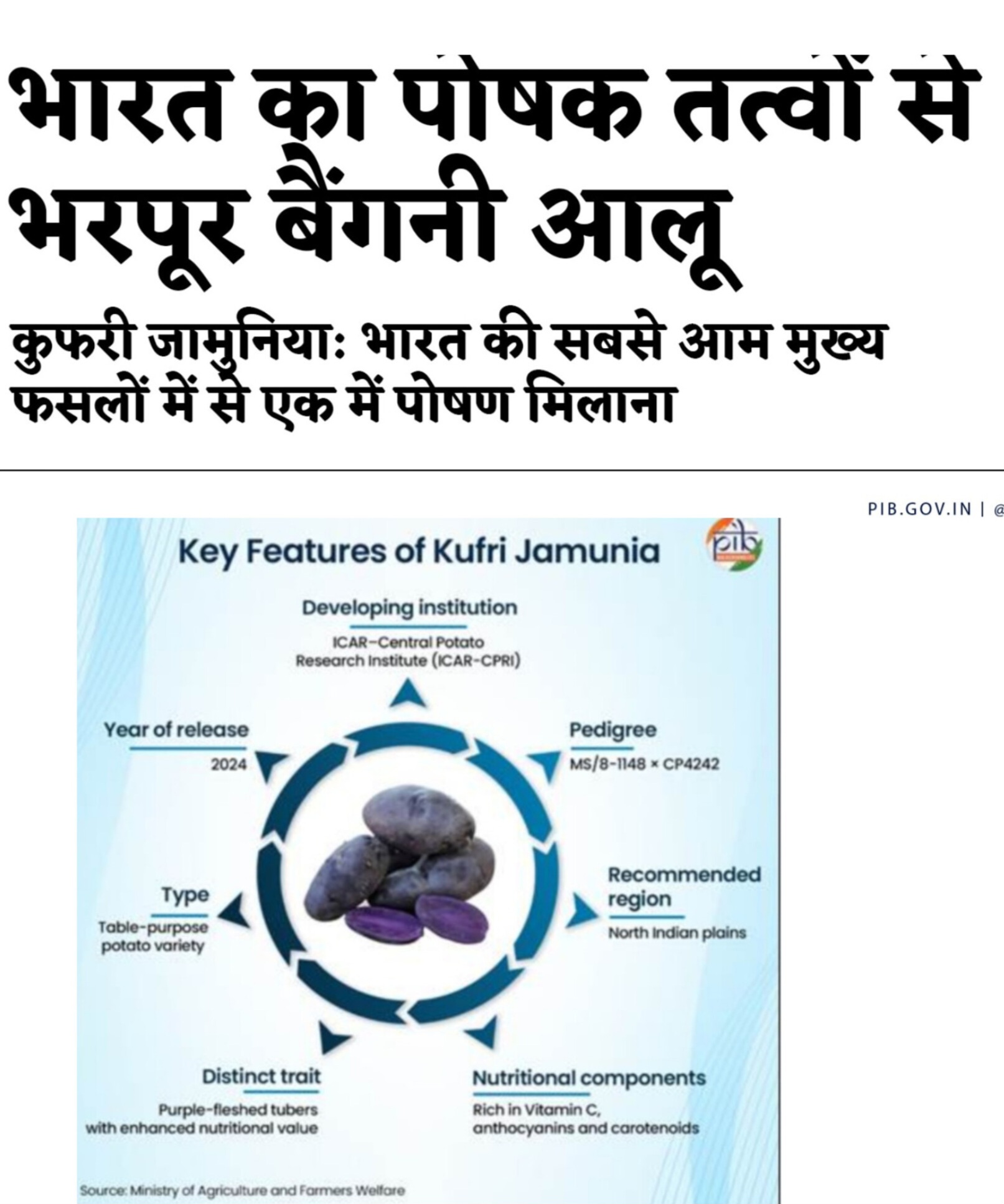 छिपी भूख से निपटने के लिए बेहद खास है बायोफोर्टिफाइड बैंगनी आलू